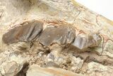 Fossil Running Rhino (Hyracodon) Partial Skull - Wyoming #216118-7